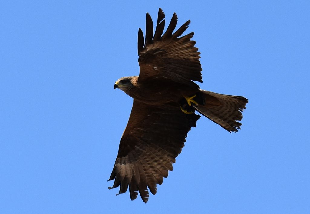 Nibbio bruno (Milvus migrans) nei Magredi